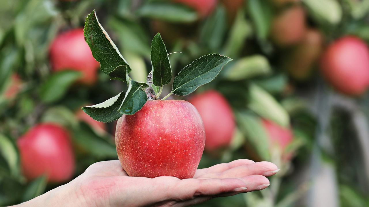 En utsträckt hand håller ett rött äpple i handflatan. I bakgrunden skymtar fler äpplen som växer på ett träd. 